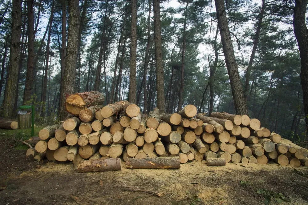 Vente de bois à Semondans
